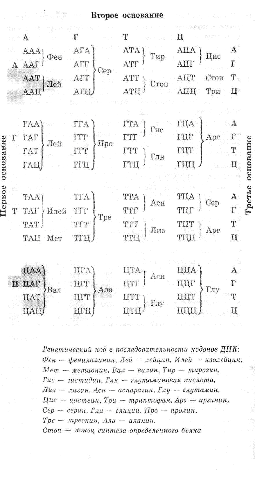 Нуклеиновые кислоты :: Статьи :: Профтемы студенту и преподавателю