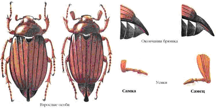Как отличить самку от самца майского жука фото и описание